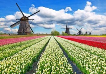 Vibrant tulips field with Dutch windmills, Netherlands. Beautiful cloudy sky