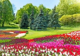 Amsterdam_Keukenhof8