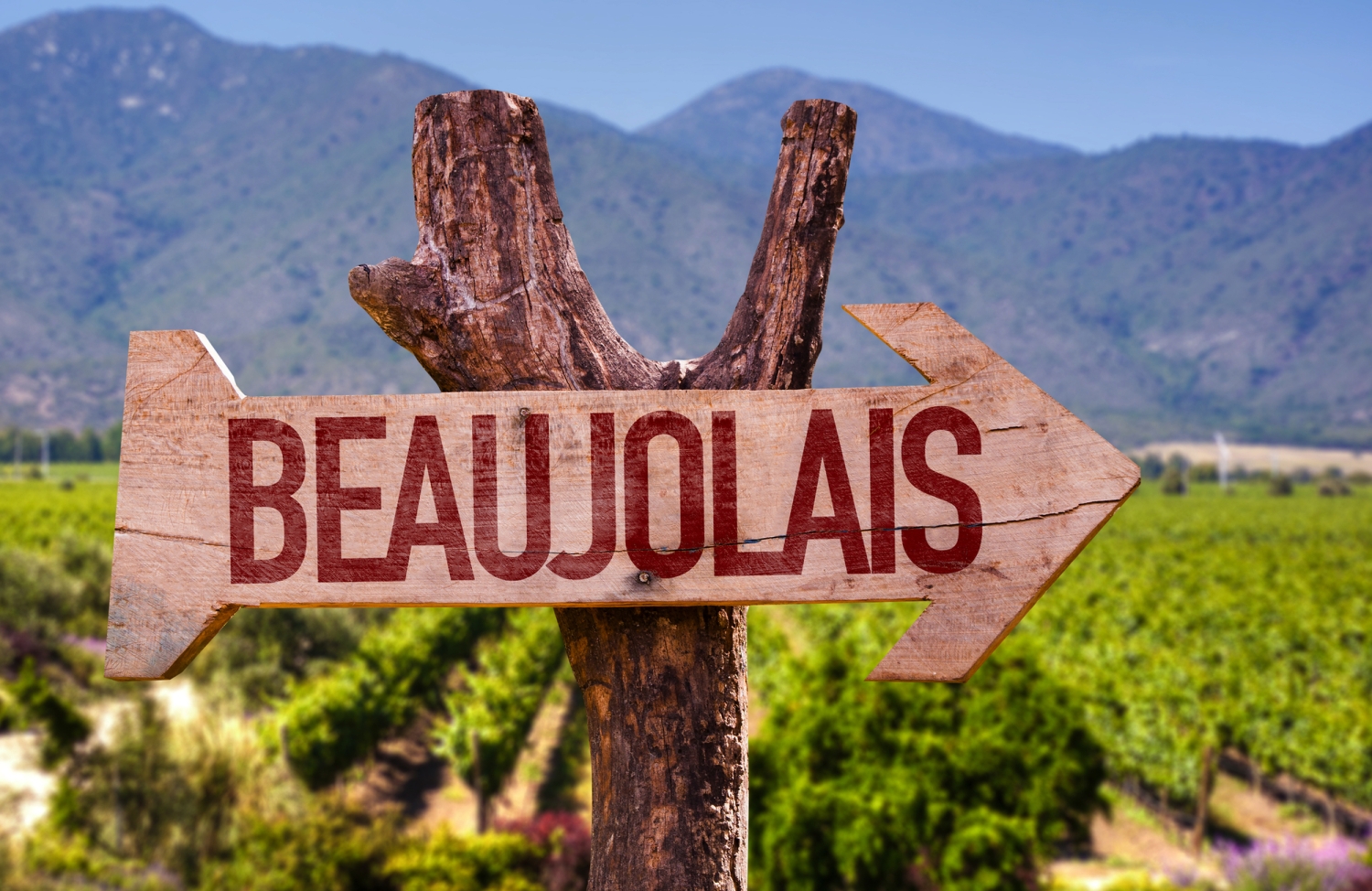 Schild mit "Beaujolais" in einem Weinberg vor Bergen.