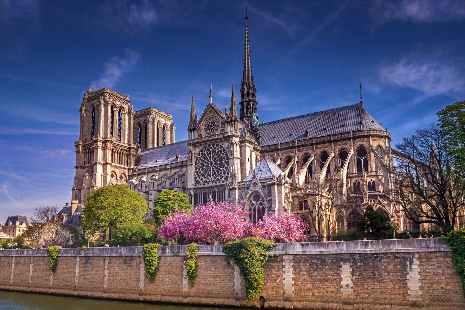 Kathedrale Notre-Dame in Paris mit blühenden Bäumen im Vordergrund.